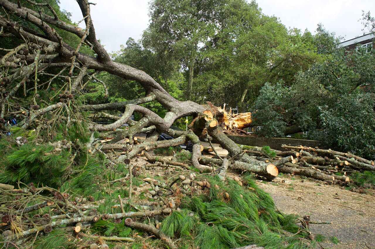 Tree Root Removal in Washington Park, FL